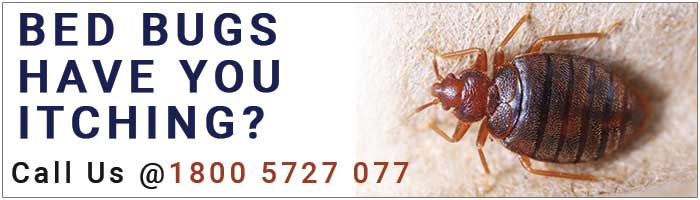 bed bugs treatment and bed bugs control services