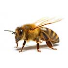 honey-bee-pest-control