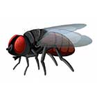 houseflies-control