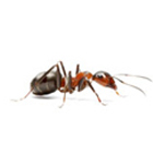 ants control & treatments