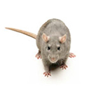 rodent rat control pest control