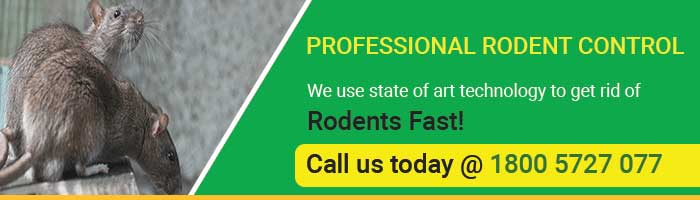 Rodent Control Service at Rs 2000/service in Gurugram