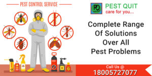 Top 5 Reasons Why You Need Regular Pest Control Service