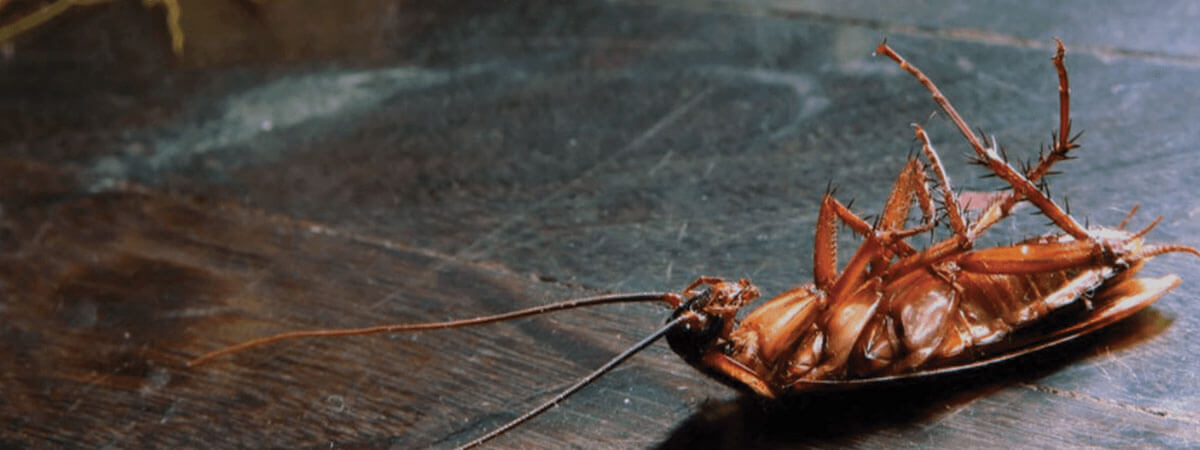 banner-cockroach