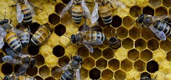 honey-bee-control-service