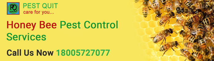 Honey Beehive Removal In Thane | Honey Bee Control And Treatment