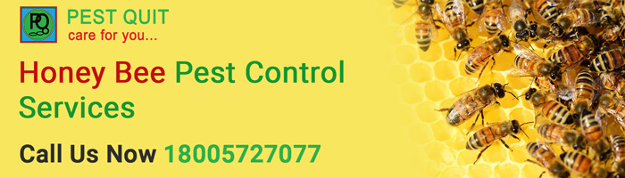 Honey Beehive Removal In Mumbai Honey Bee Control And Treatment