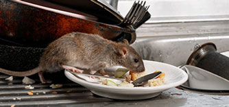 rat-rodent-control-service