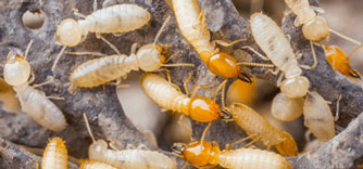 termite-control-treatment-service
