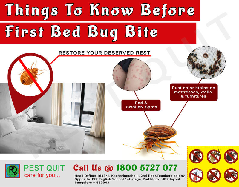 Bedbugs Bites: What They Look Like, Treatment, and More
