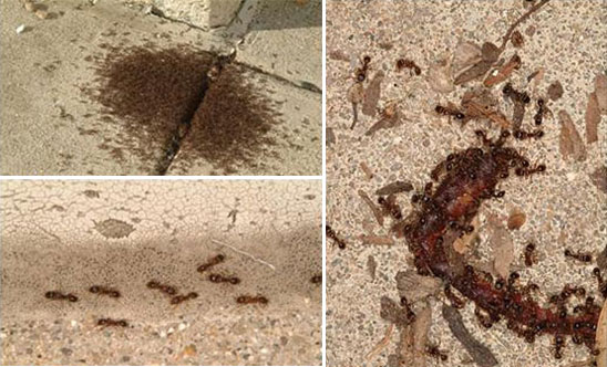 Ant Control In Lucknow | Ant Pest Control | Pest Quit