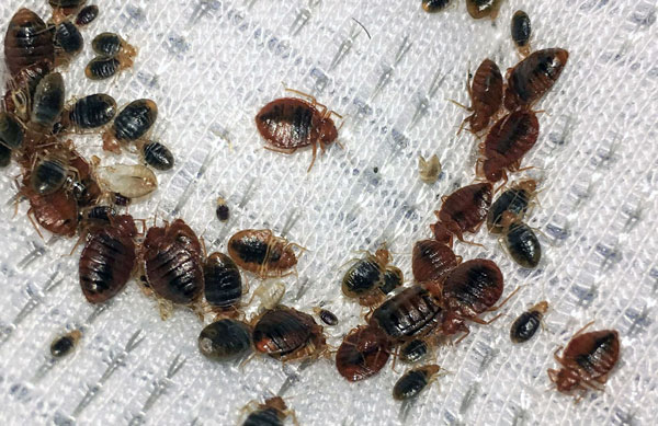 bed-bugs-in-home