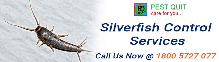 silverfish-control-in-bangalore