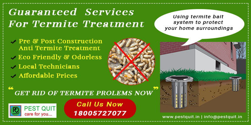 #1 Best Termite Treatment In Bangalore