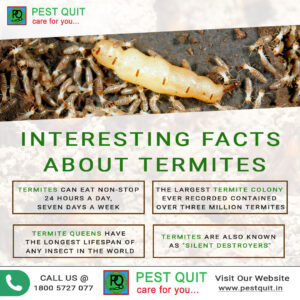 facts about termites