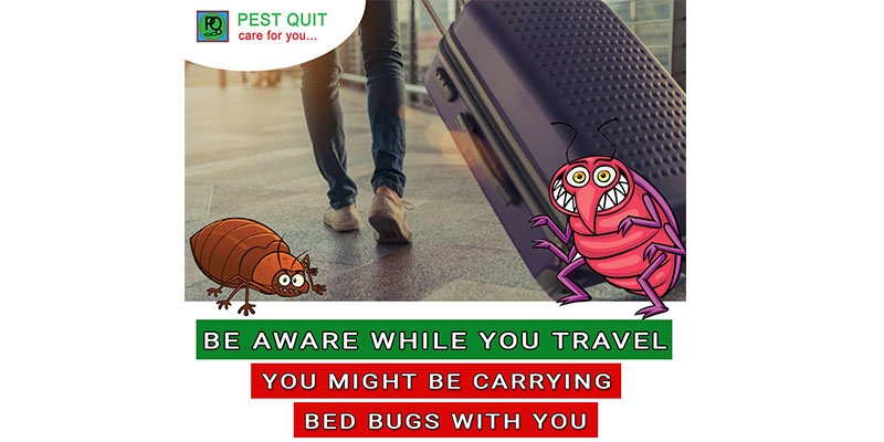Https://pestquit.in/bed-bugs-treatment-in-bangalore/