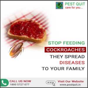 stop feeding cockroaches