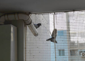 pigeon-bird-netting-services