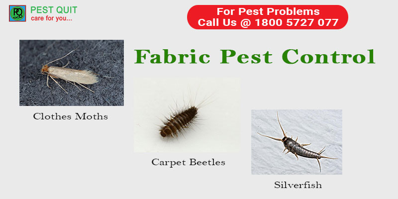 Carpet Beetles and Clothes Moths: What they are, what they eat and