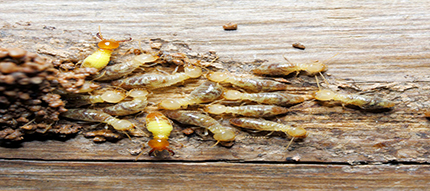 Top 3 Termite Treatment Chemicals for Wood In India