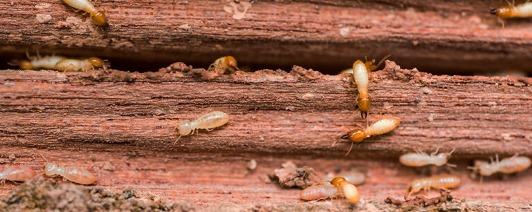 anti termite treatment in Davanagere