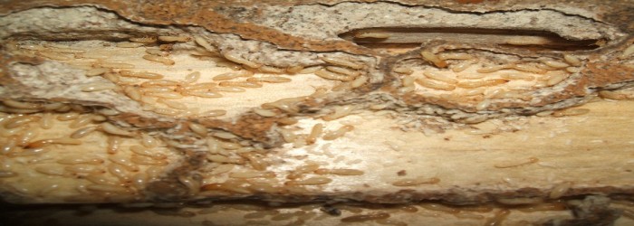 anti termite treatment in Gulbarga