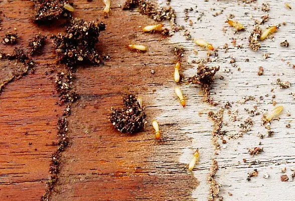 anti termite treatment in Mandya