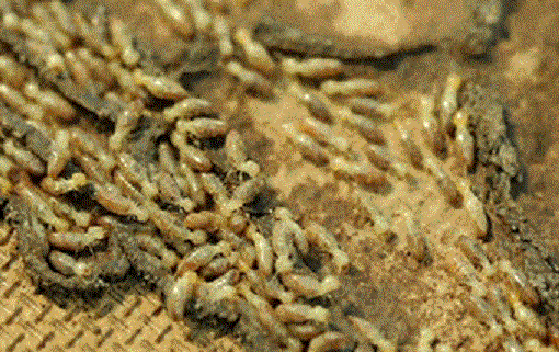 anti termite treatment in Ramanagara