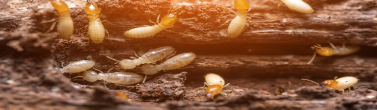 anti termite treatment in Vellore