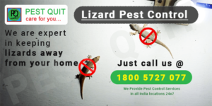 lizard-pest-control-in-india
