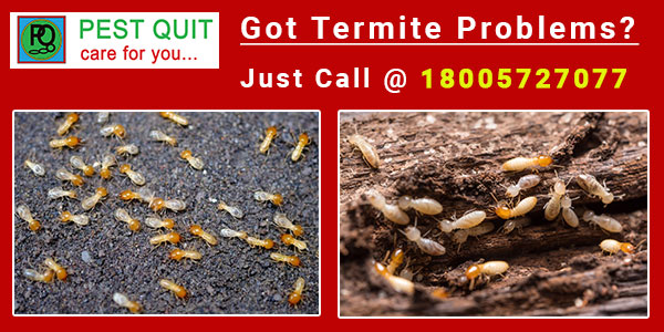 termite-pest-control-services