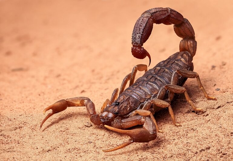 10 Unknown facts about Scorpions | बिच्छू से जुड़ी रोचक बातें