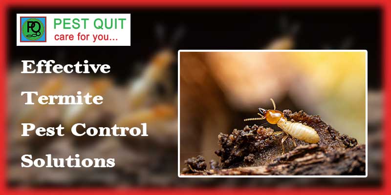 Effective Termite Pest Control Solutions For Your Home
