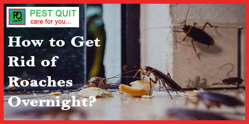 How To Get Rid Of Roaches Overnight: 10 Professional Tips And Tricks