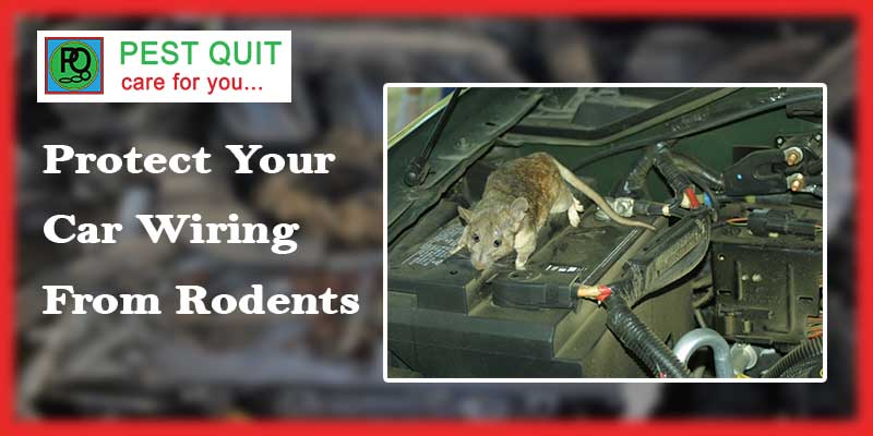 Protect Your Car Wiring From Rodents