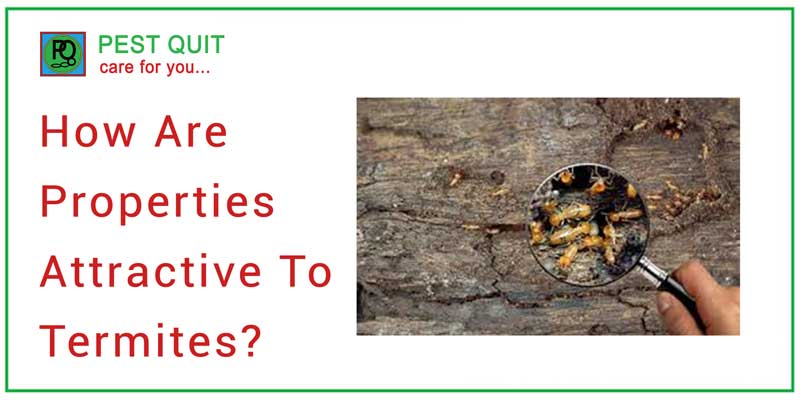 How Are Properties Attractive To Termites