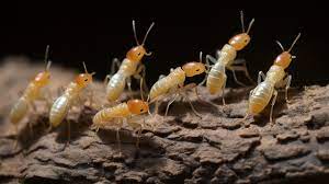 termites