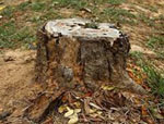 tree-stump