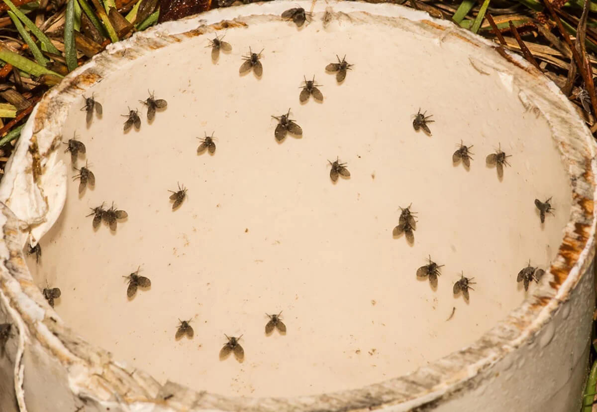 Small-Black-Flying-Bugs-in-the-House