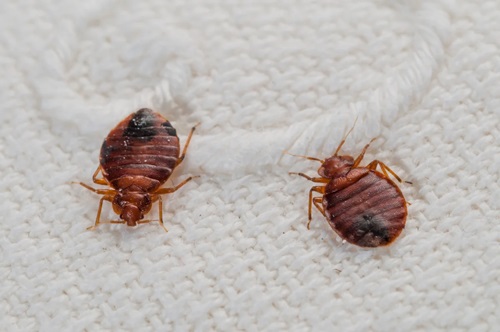 What Creates Bed Bugs