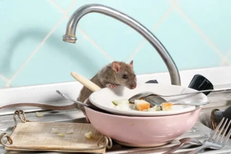 What To Do If A Rat Is In Your House