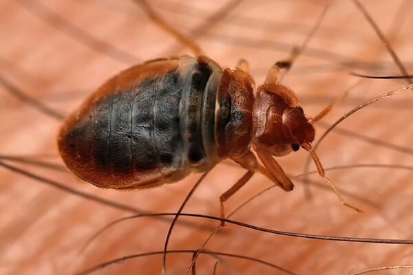 What to Do If You Find a Bed Bug