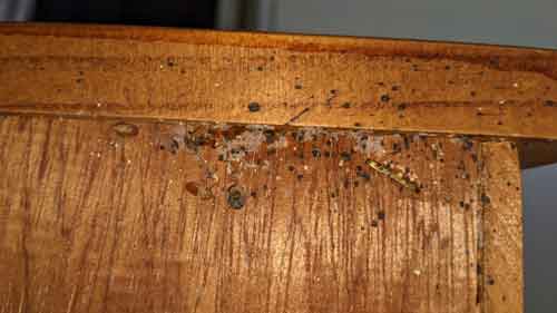 bed-bug-infestation-in--furniture