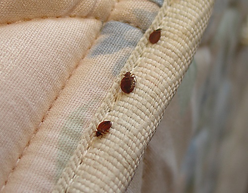 causes of bed-bugs