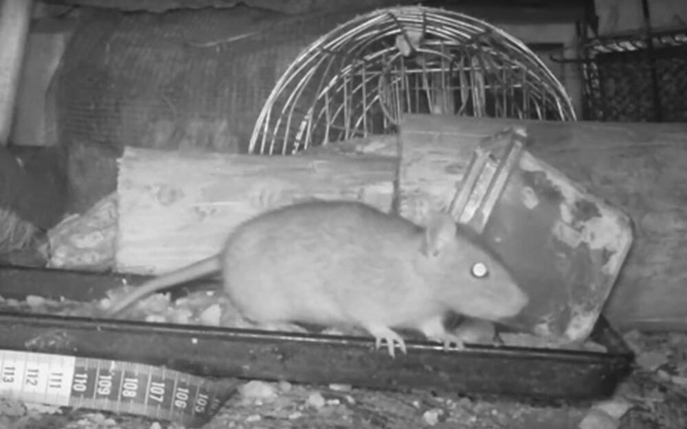 damages rats can do to house