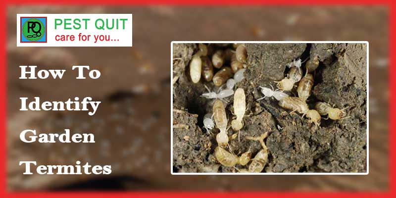 Garden Termites: Tiny Terrors Wreaking Havoc In Your Garden