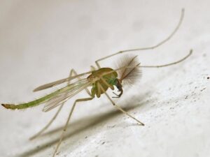 is green colour mosquito dangerous