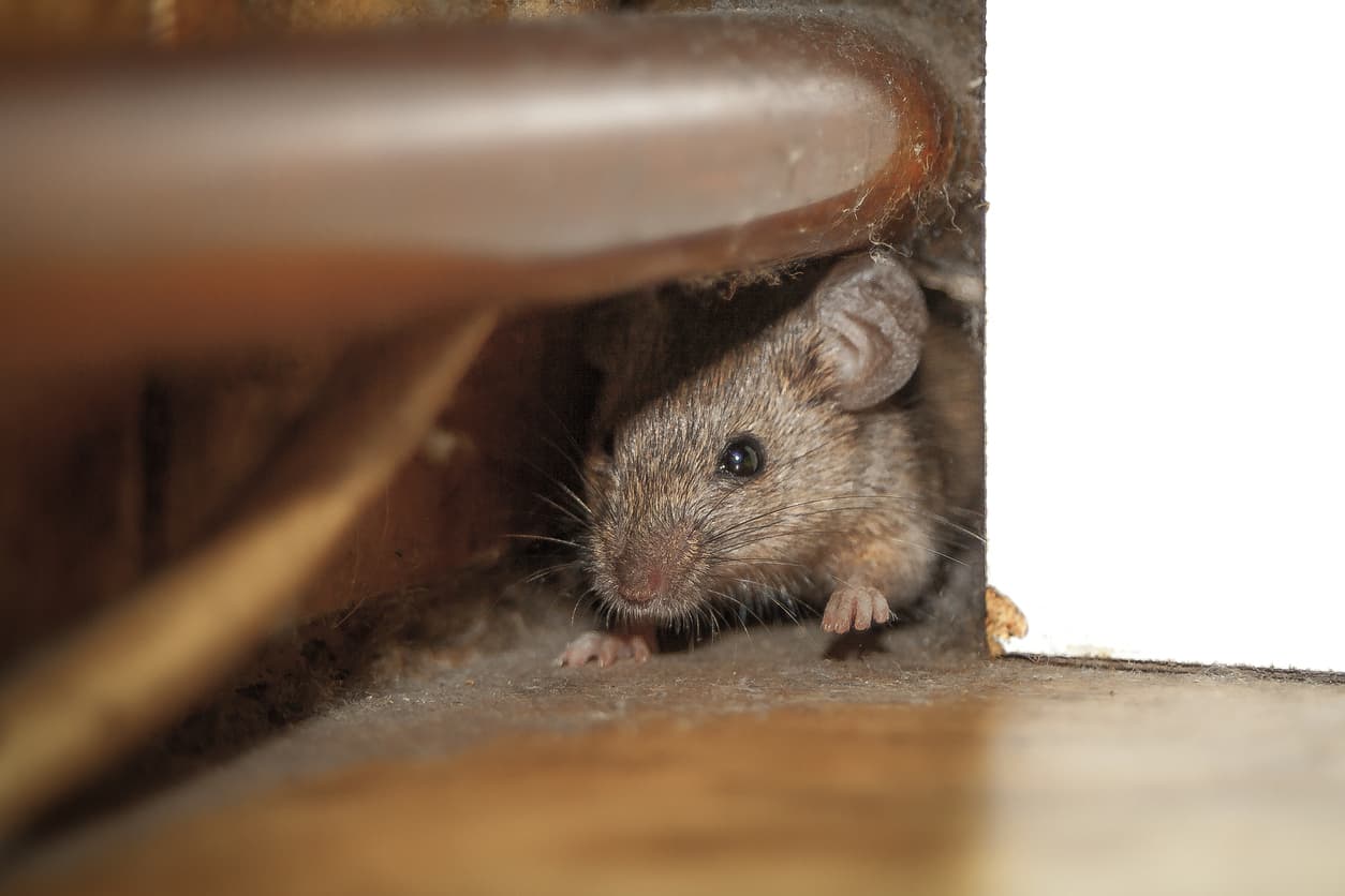 rat hiding in the house