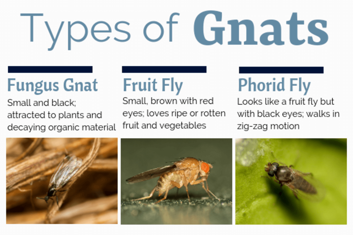 types of gnats