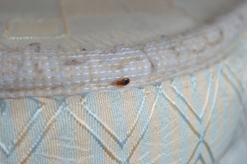 bed bugs hiding places